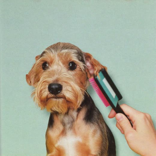 A small terrier being bathed in a grooming tub